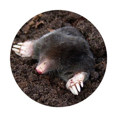 Kunagone na krety 2-pak - naturalny odstraszacz Kunagone na krety 2-pak - naturalny odstraszacz
